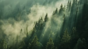 Großaufnahmen eines Waldes mit Nebel